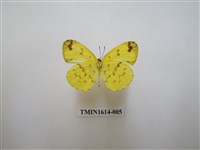 藏品(淡色黃蝶)的圖片